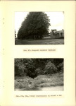 Ewidencja parkowa, skan nr 40