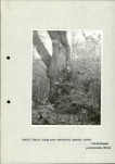 Ewidencja parkowa, skan nr 32