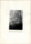Ewidencja parkowa, skan nr 36