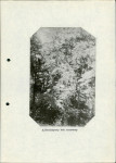 Ewidencja parkowa, skan nr 23