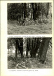 Ewidencja parkowa, skan nr 48