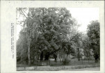 Ewidencja parkowa, skan nr 41
