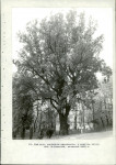 Ewidencja parkowa, skan nr 59