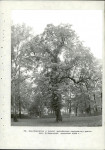 Ewidencja parkowa, skan nr 60