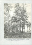 Ewidencja parkowa, skan nr 65
