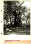 Ewidencja parkowa, skan nr 44