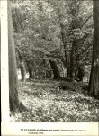 Ewidencja parkowa, skan nr 36