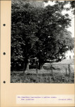 Ewidencja parkowa, skan nr 40