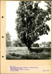 Ewidencja parkowa, skan nr 41