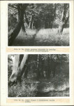 Ewidencja parkowa, skan nr 44