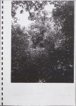 Ewidencja parkowa, skan nr 62