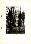 Ewidencja parkowa, skan nr 38