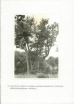 EP - Ewidencja parkowa, skan nr 44