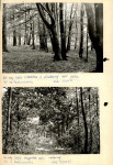 Ewidencja parkowa, skan nr 12
