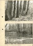 Ewidencja parkowa, skan nr 13