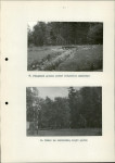 Ewidencja parkowa, skan nr 31