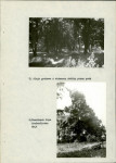Ewidencja parkowa, skan nr 26