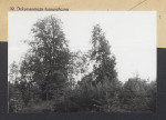 Karta cmentarza, skan nr 4