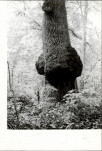 Ewidencja parkowa, skan nr 23