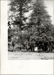 Ewidencja parkowa, skan nr 36