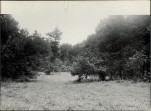 Ewidencja parkowa, skan nr 24