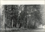 Ewidencja parkowa, skan nr 32