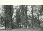 Ewidencja parkowa, skan nr 34