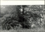 Ewidencja parkowa, skan nr 38