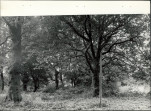 Ewidencja parkowa, skan nr 28