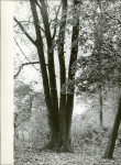 Ewidencja parkowa, skan nr 28
