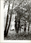 Ewidencja parkowa, skan nr 34