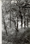 Ewidencja parkowa, skan nr 33