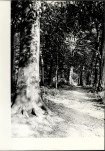 Ewidencja parkowa, skan nr 31
