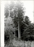 Ewidencja parkowa, skan nr 40