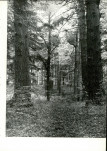 Ewidencja parkowa, skan nr 22