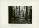 EP - Ewidencja parkowa, skan nr 11