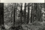 Ewidencja parkowa, skan nr 18
