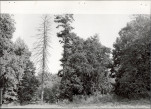 Ewidencja parkowa, skan nr 23