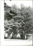 Ewidencja parkowa, skan nr 27