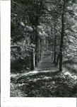Ewidencja parkowa, skan nr 15