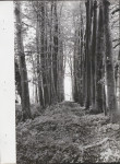 EP - Ewidencja parkowa, skan nr 30