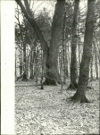 Ewidencja parkowa, skan nr 22