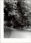 Ewidencja parkowa, skan nr 15