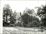 Ewidencja parkowa, skan nr 17