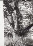 Ewidencja parkowa, skan nr 35