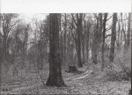 Ewidencja parkowa, skan nr 49
