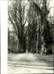 EP - Ewidencja parkowa, skan nr 33