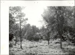 Ewidencja parkowa, skan nr 17