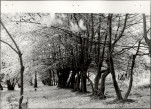 Ewidencja parkowa, skan nr 23