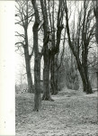 Ewidencja parkowa, skan nr 25